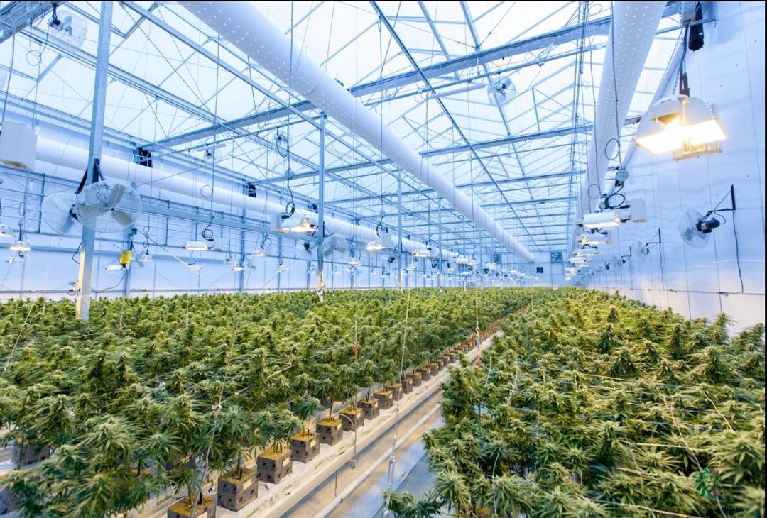 Medical Cannabis